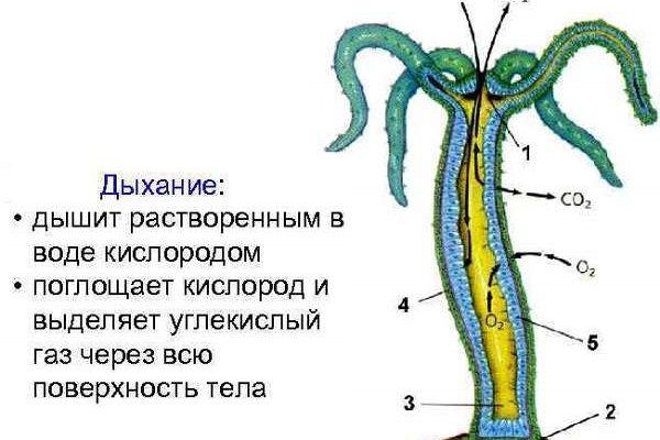 Как зайти на сайт blacksprut bs2webes net